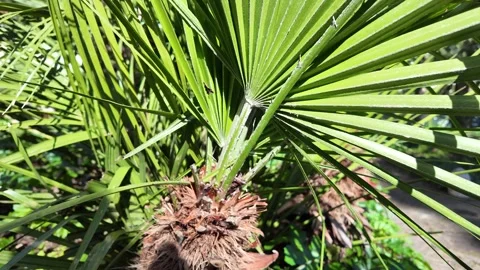 Slow Motion Tracking Shot Of Lush Green Palm Leaf Textures Stock Footage 330122752