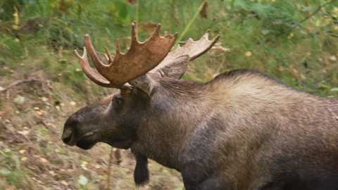 Slow motion tracking shot of moose walking in woods / Palmer, Alaska, United Stock Footage