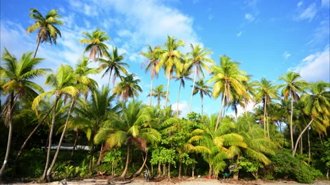 Slow motion tracking shot of palm trees Stock Footage 235525588