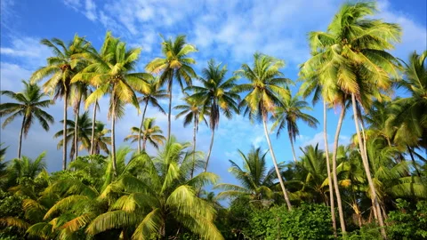 Slow motion tracking shot of palm trees Stock Footage 235526983