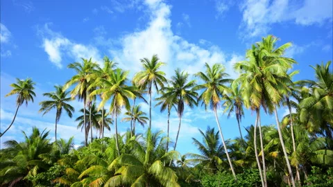 Slow motion tracking shot of palm trees Stock Footage 235531104