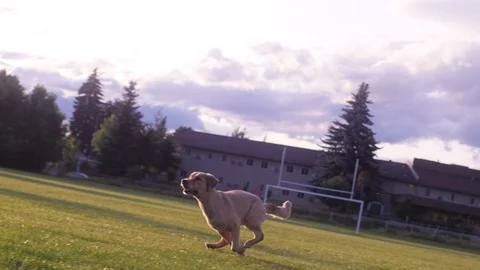 Slow motion tracking shot of playful golden retriever sprinting for his ball Video stock 113338136