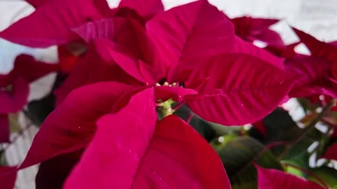 Slow Motion Tracking Shot Of A Red Poinsettia Plant Macro Vídeos de archivo 328843060