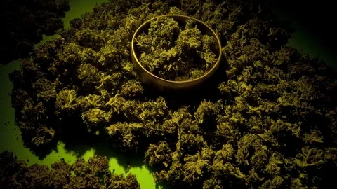 Slow motion tracking shot of sorted buds of medical cannabis Видео 122243077