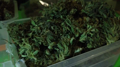 Slow motion tracking shot of sorted dried and treated buds of medical cannabis.  Stock-Footage 122243161
