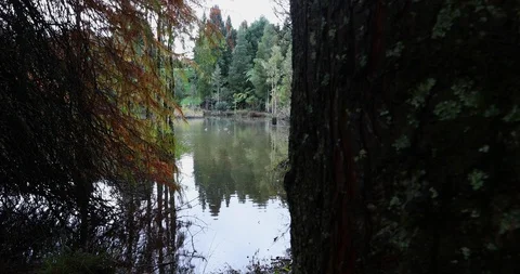 Slow motion tracking shot of still lake with ducks 動画素材 90103646