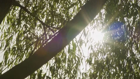 Slow motion tracking shot of sun rays shining through a tree Stock Footage 132591213