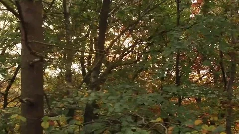 Slow motion tracking shot through autumnal trees. Vídeo Stock 69197308