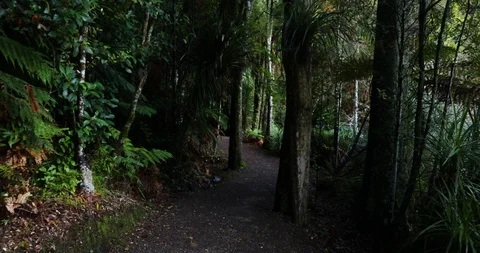 Slow motion tracking shot through lakeside jungle Stock Footage 90104507