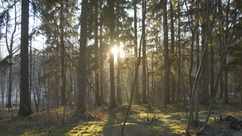 Slow motion tracking shot through pine trees at sunrise in Finland Stock Footage 146274261