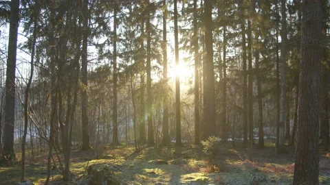 Slow motion tracking shot through pine trees at sunrise in Finland Stock Footage 146274319