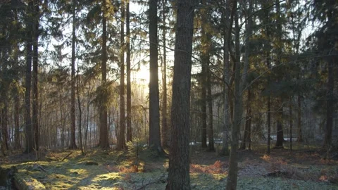 Slow motion tracking shot through pine trees at sunrise in Finland Stock Footage 146274676