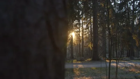 Slow motion tracking shot through pine trees at sunrise in Finland Stock Footage 146275425