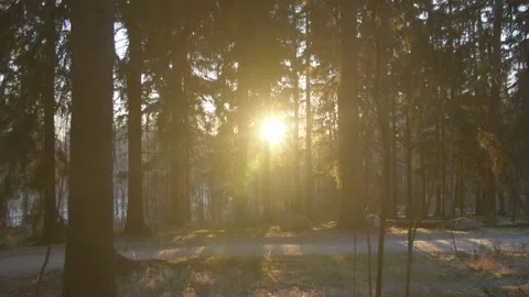 Slow motion tracking shot through pine trees at sunrise in Finland Stock Footage 146275506