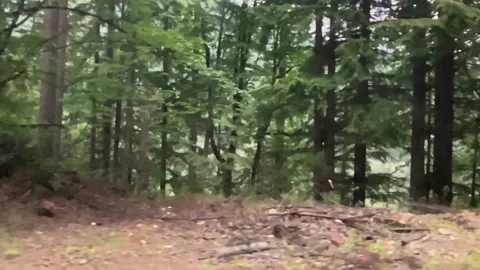 Slow-Motion Tracking Shot of Trees Stock Footage 156973212