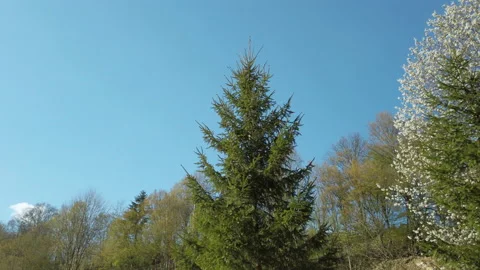Slow motion tracking shot. View of nature and clear blue sky Stock Footage 130485415