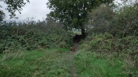 Slow motion tracking shot walk through the countryside with a dog 4K Stock Footage 220066141