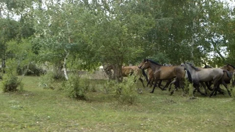 Slow motion tracking shot of wild horses running through grass birch trees Stock Footage 122598618