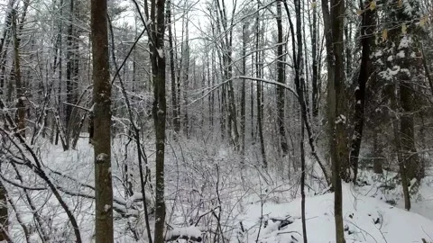 Slow motion tracking through a forest in the winter time Stock Footage 144198556