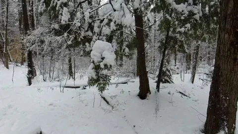 Slow motion tracking through a forest in the winter time tilt Stock Footage 144199058