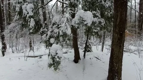 Slow motion tracking through a forest in the winter time Stock Footage 144199268