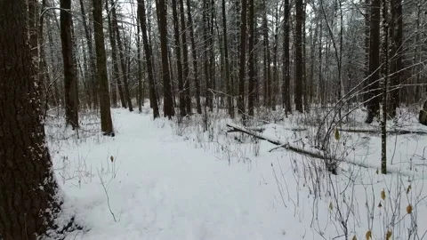Slow motion tracking through a forest in the winter time Stock Footage 144199505