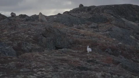 Slow Motion Tracking View of Arctic Hare Running Through Rough Tundra Rocks Stock Footage 346606157
