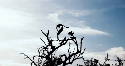 Slow motion tracking of wild vultures on tree flying. African Safari Silhouette Stock-Footage 184346529