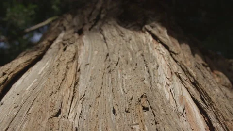 Slow motion of tree bark peeling off large tree trunk in forest Stock Footage 208757295