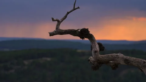 Slow motion: a tree branch against the backdrop of mountains and sunset. Stock Footage 231700099