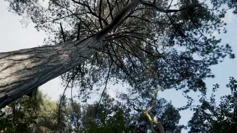 Slow Motion Tree Canopy Vídeos de archivo 271544499