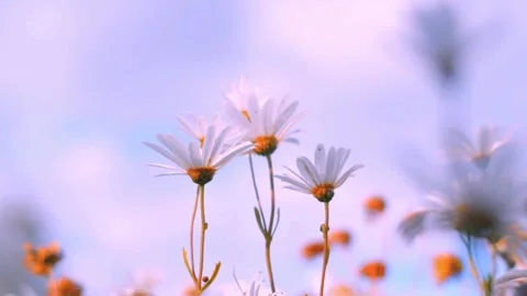 Slow motion tree flowers sunny blue sky video Stock Footage 302740905