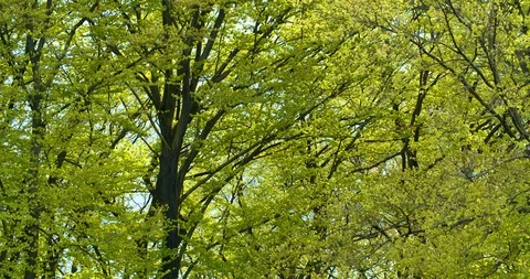 Slow Motion of Tree with Foliage Moving with Wind [4K] Stock Footage 129261826