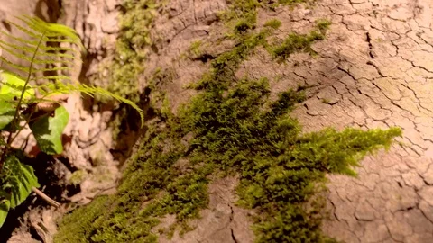 Slow motion - Tree - Forest - Plants Vídeo Stock 79924571