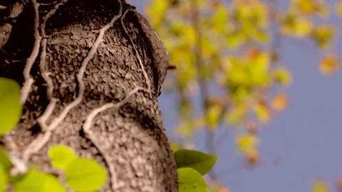 Slow motion - Tree - Forest - Plants Vídeo Stock 79925209