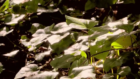 Slow motion - Tree - Forest - Plants Vídeos de archivo 79925993