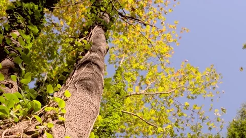 Slow motion - Tree - Forest - Plants Vídeo Stock 79926000