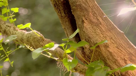 Slow motion - Tree - Forest - Plants Vídeo Stock 79926002