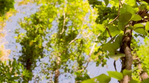 Slow motion - Tree - Forest - Plants Vídeo Stock 79926155