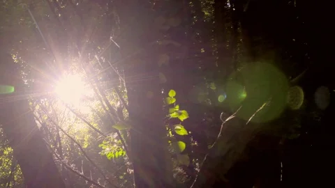 Slow motion - Tree - Forest - Plants Vídeo Stock 79926320