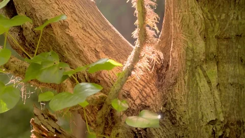 Slow motion - Tree - Forest - Plants Vídeo Stock 79926324