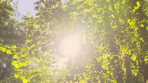 Slow motion - Tree - Forest - Plants Vídeo Stock 79926377