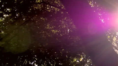 Slow motion - Tree - Forest - Plants Vídeo Stock 79926401