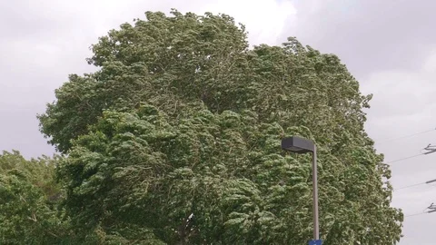 Slow Motion Tree Leaves Blowing in the Wind Wide Stock Footage 91946164