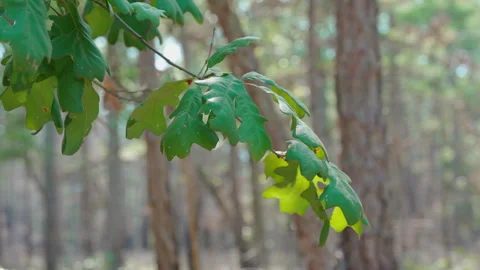 Slow motion tree leaves blowing in the wind Stock Footage 254320305