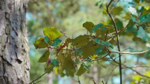 Slow motion tree leaves blowing in the wind Vídeo Stock 254320652
