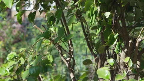 Slow Motion Tree Leaves in Spring Breeze Stock Footage 307932365