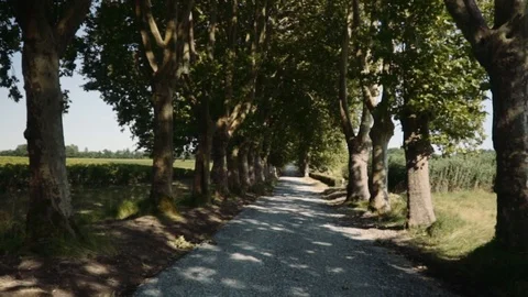 Slow motion of tree-lined country road 스톡 동영상 100296313