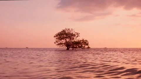 Slow Motion of A Tree on Ocean, Ujung Piring Beach, Jepara Video stock 196205737