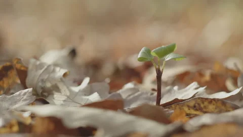 Slow motion tree sapling by fall 4K close-up footage Stock Footage 237788184